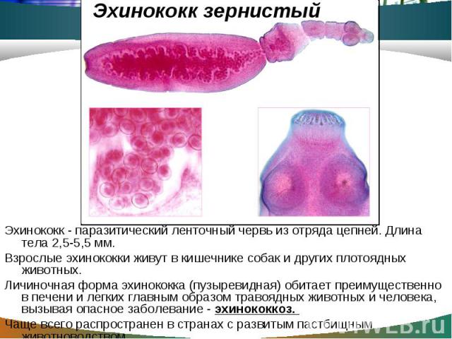 Эхинококк - паразитический ленточный червь из отряда цепней. Длина тела 2,5-5,5 мм. Эхинококк - паразитический ленточный червь из отряда цепней. Длина тела 2,5-5,5 мм. Взрослые эхинококки живут в кишечнике собак и других плотоядных животных. Личиноч…