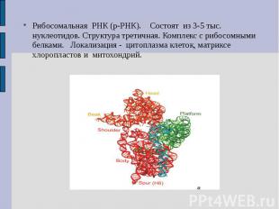 Рибосомальная РНК (р-РНК). Состоят из 3-5 тыс. нуклеотидов. Структура третичная.