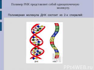 Полимер РНК представляет собой одноцепочечную молекулу.