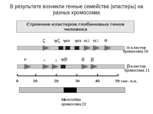 В результате возникли генные семейства (кластеры) на разных хромосомах
