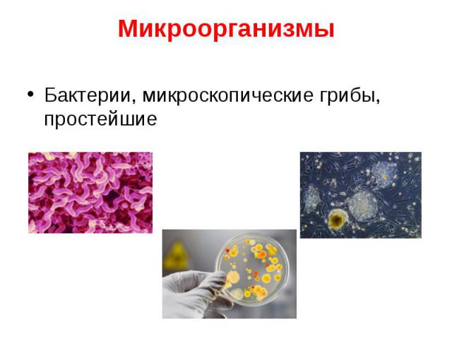 Бактерии, микроскопические грибы, простейшие Бактерии, микроскопические грибы, простейшие