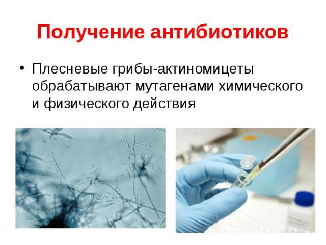 Плесневые грибы-актиномицеты обрабатывают мутагенами химического и физического действия Плесневые грибы-актиномицеты обрабатывают мутагенами химического и физического действия