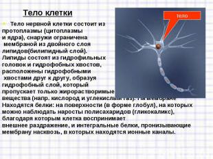 Тело&nbsp;нервной клетки&nbsp;состоит из&nbsp; Тело&nbsp;нервной клетки&nbsp;сос