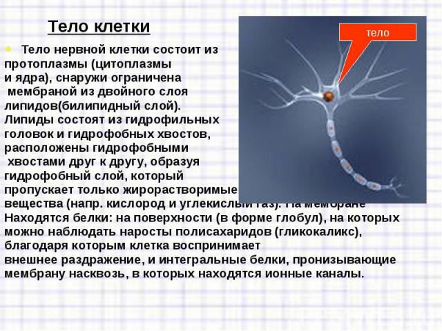 Тело нервной клетки состоит из  Тело нервной клетки состоит из  протоплазмы (цитоплазмы и ядра), снаружи ограничена мембраной из двойного слоя  липидов(билипидный слой). Липиды состоят из гидрофильных гол…