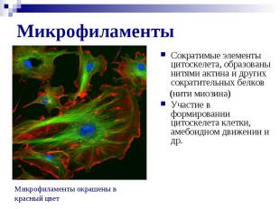 Микрофиламенты Сократимые элементы цитоскелета, образованы нитями актина и други