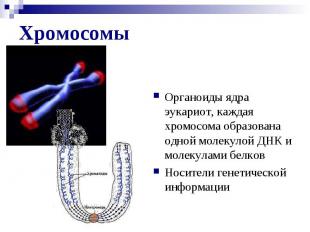 Хромосомы Органоиды ядра эукариот, каждая хромосома образована одной молекулой Д