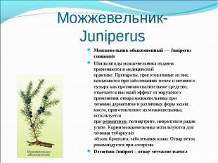 Можжевельник обыкновенный — Juniperus communis Можжевельник обыкновенный — Junip