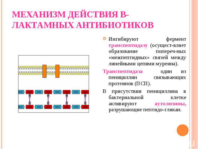 Ингибируют фермент транспептидазу (осущест-вляет образование попереч-ных «межпептидных» связей между линейными цепями муреина). Ингибируют фермент транспептидазу (осущест-вляет образование попереч-ных «межпептидных» связей между линейными цепями мур…