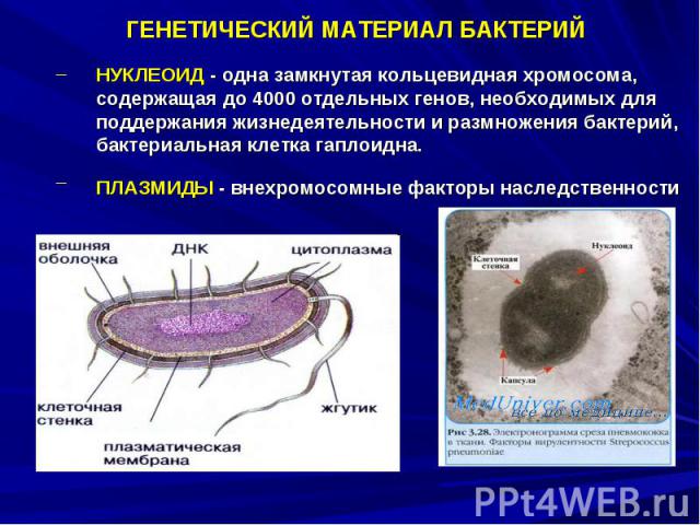 ГЕНЕТИЧЕСКИЙ МАТЕРИАЛ БАКТЕРИЙ НУКЛЕОИД - одна замкнутая кольцевидная хромосома, содержащая до 4000 отдельных генов, необходимых для поддержания жизнедеятельности и размножения бактерий, бактериальная клетка гаплоидна. ПЛАЗМИДЫ - внехромосомные факт…