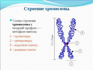 Схема строения хромосомы в поздней профазе — метафазе митоза: Схема строения хро