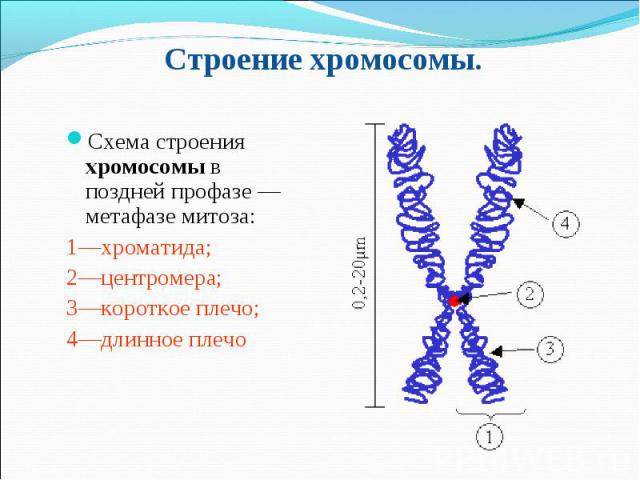 Схема строения хромосомы в поздней профазе — метафазе митоза: Схема строения хромосомы в поздней профазе — метафазе митоза: 1—хроматида; 2—центромера; 3—короткое плечо; 4—длинное плечо