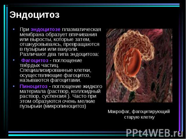 При эндоцитозе плазматическая мембрана образует впячивания или выросты, которые затем, отшнуровываясь, превращаются в пузырьки или вакуоли. Различают два типа эндоцитоза: При эндоцитозе плазматическая мембрана образует впячивания или выросты, которы…