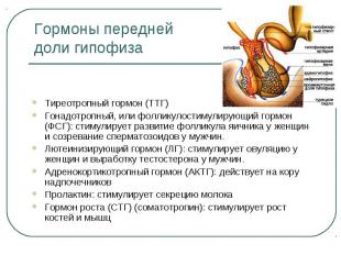 Тиреотропный гормон (ТТГ) Гонадотропный, или фолликулостимулирующий гормон (ФСГ)