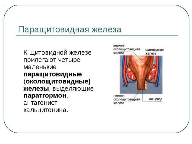 К щитовидной железе прилегают четыре маленькие паращитовидные (околощитовидные) железы, выделяющие паратгормон, антагонист кальцитонина. К щитовидной железе прилегают четыре маленькие паращитовидные (околощитовидные) железы, выделяющие паратгормон, …