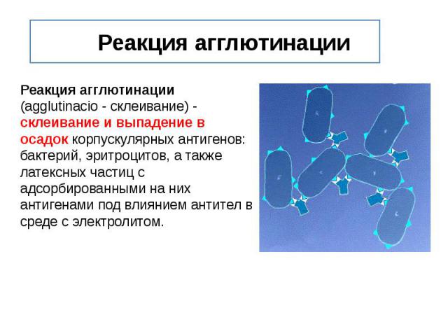 Реакция агглютинации Реакция агглютинации (agglutinacio - склеивание) - склеивание и выпадение в осадок корпускулярных антигенов: бактерий, эритроцитов, а также латексных частиц с адсорбированными на них антигенами под влиянием антител в среде с эле…