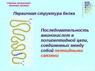 Последовательность аминокислот в полипептидной цепи, соединенных между собой пеп