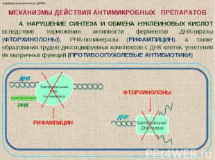 МЕХАНИЗМЫ ДЕЙСТВИЯ АНТИМИКРОБНЫХ ПРЕПАРАТОВ 4. НАРУШЕНИЕ СИНТЕЗА И ОБМЕНА НУКЛЕИ