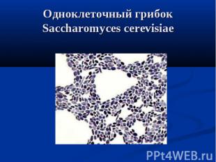 Одноклеточный грибок Saccharomyces cerevisiae