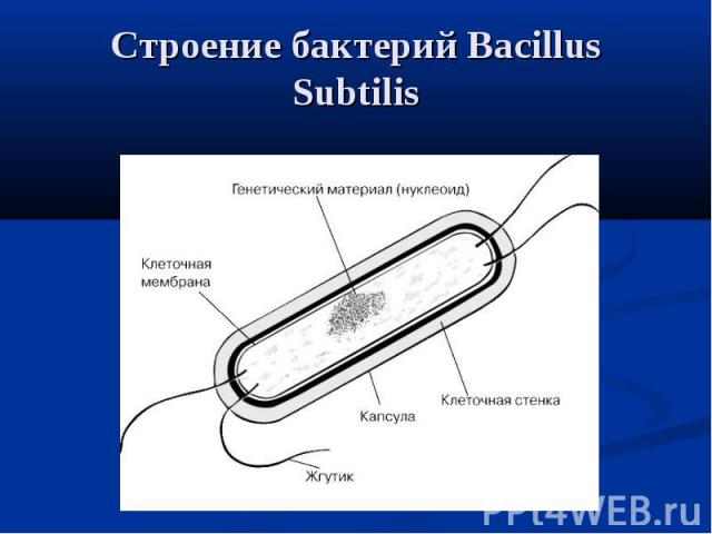 Строение бактерий Bacillus Subtilis