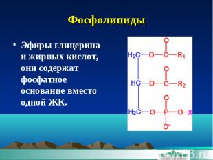 Фосфолипиды Эфиры глицерина и жирных кислот, они содержат фосфатное основание вм