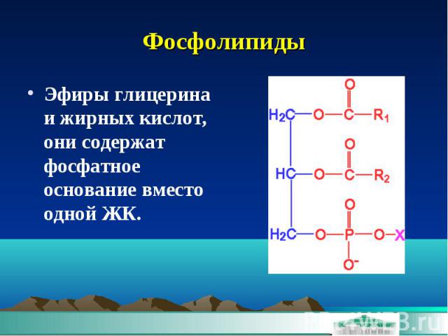 Фосфолипиды Эфиры глицерина и жирных кислот, они содержат фосфатное основание вместо одной ЖК.
