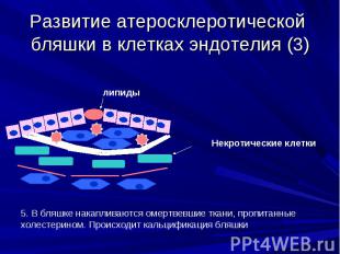 Развитие атеросклеротической бляшки в клетках эндотелия (3)