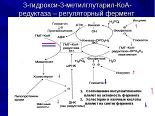 3-гидрокси-3-метилглутарил-КоА-редуктаза – регуляторный фермент