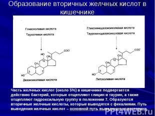 Образование вторичных желчных кислот в кишечнике