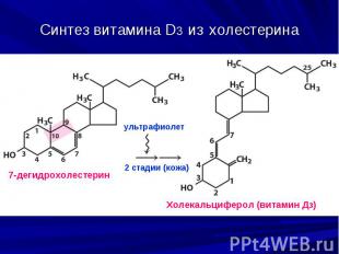 Синтез витамина D3 из холестерина