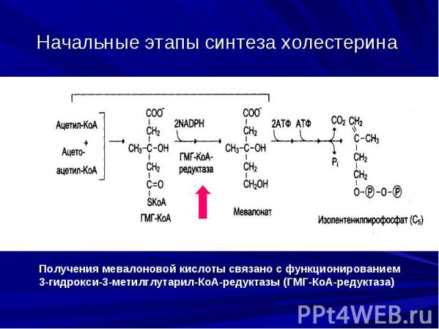 Начальные этапы синтеза холестерина