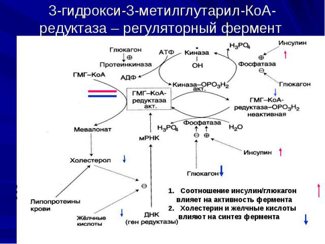 3-гидрокси-3-метилглутарил-КоА-редуктаза – регуляторный фермент