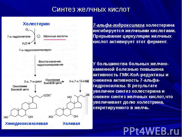 Синтез желчных кислот