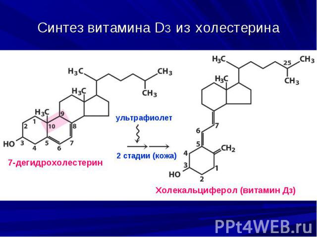 Синтез витамина D3 из холестерина