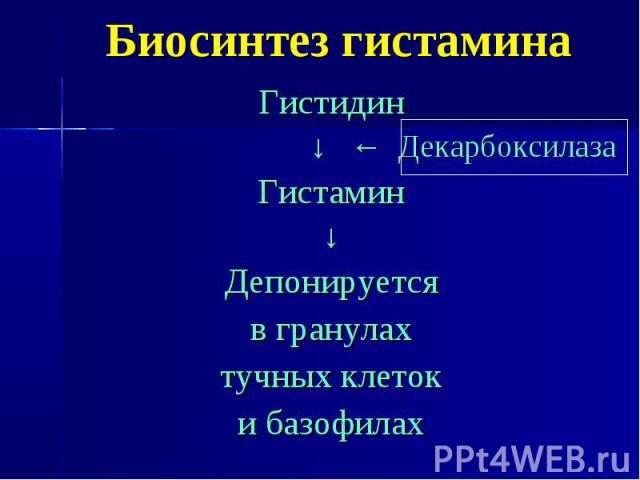 Биосинтез гистамина Гистидин ↓ ← Декарбоксилаза Гистамин ↓ Депонируется в гранулах тучных клеток и базофилах