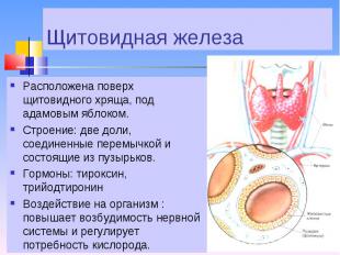 Расположена поверх щитовидного хряща, под адамовым яблоком. Расположена поверх щ