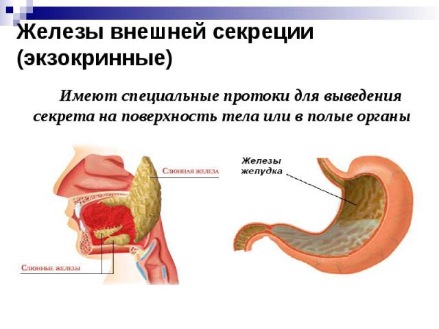 Железы внешней секреции (экзокринные) Имеют специальные протоки для выведения секрета на поверхность тела или в полые органы