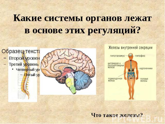 Какие системы органов лежат в основе этих регуляций? Что такое железы?