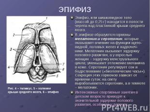 ЭПИФИЗ Эпифиз, или шишковидное тело (массой до 0,25 г) находится в полости череп