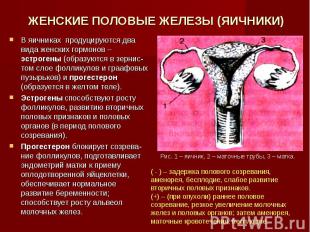 ЖЕНСКИЕ ПОЛОВЫЕ ЖЕЛЕЗЫ (ЯИЧНИКИ) В яичниках продуцируются два вида женских гормо