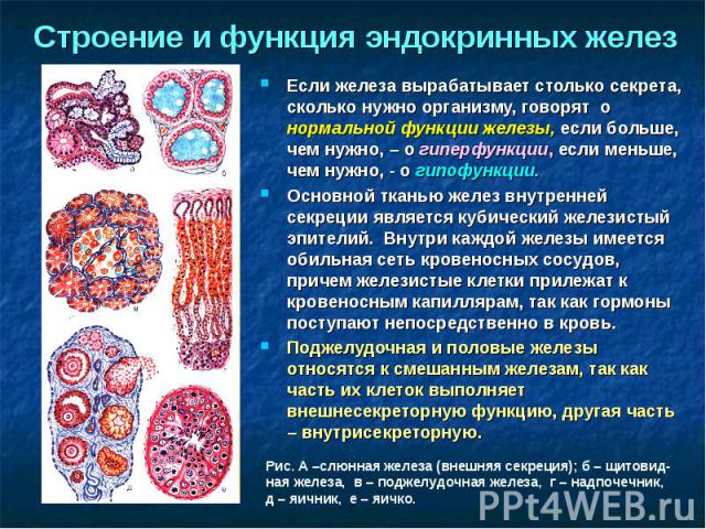 Строение и функция эндокринных желез Если железа вырабатывает столько секрета, сколько нужно организму, говорят о нормальной функции железы, если больше, чем нужно, – о гиперфункции, если меньше, чем нужно, - о гипофункции. Основной тканью желез вну…