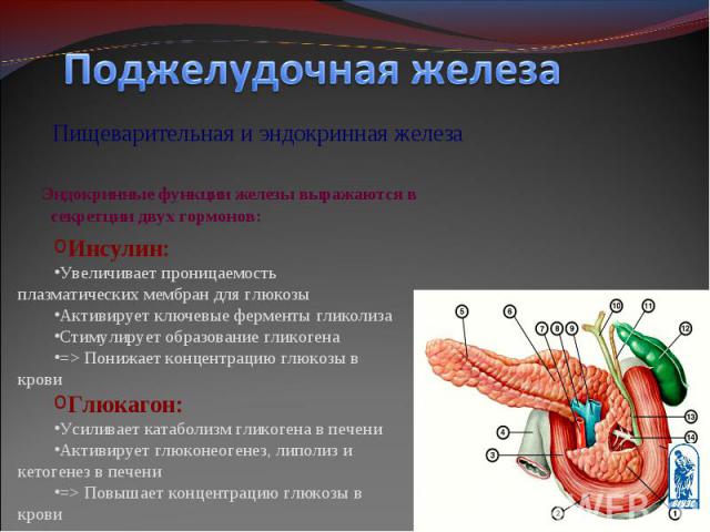 Пищеварительная и эндокринная железа Пищеварительная и эндокринная железа