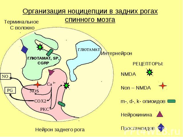 NMDA NMDA Non – NMDA m-, d-, k- опиоидов Нейрокинина Простаноидов