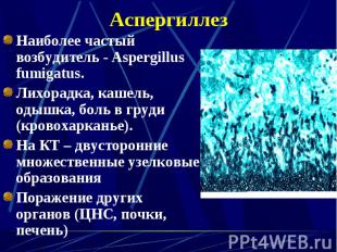 Наиболее частый возбудитель - Aspergillus fumigatus. Наиболее частый возбудитель
