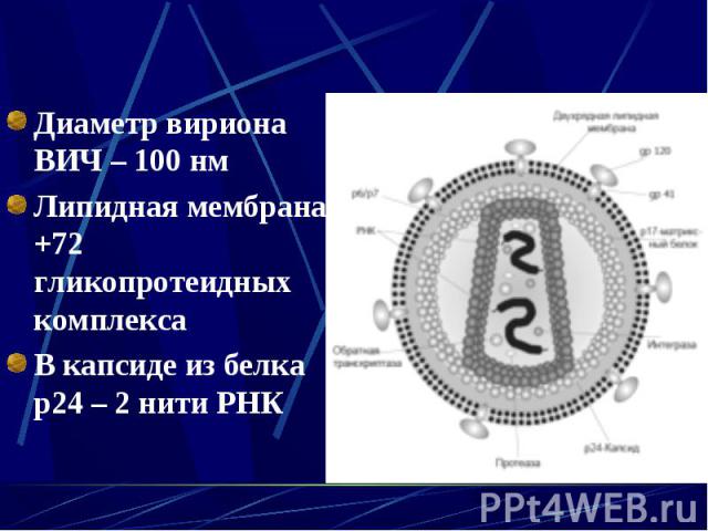 Диаметр вириона ВИЧ – 100 нм Диаметр вириона ВИЧ – 100 нм Липидная мембрана +72 гликопротеидных комплекса В капсиде из белка р24 – 2 нити РНК