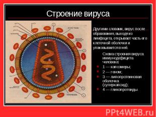 Схема строения вируса иммунодефицита человека: Схема строения вируса иммунодефиц