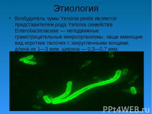 Возбудитель чумы Yersinia pestis является представителем рода Yersinia семейства