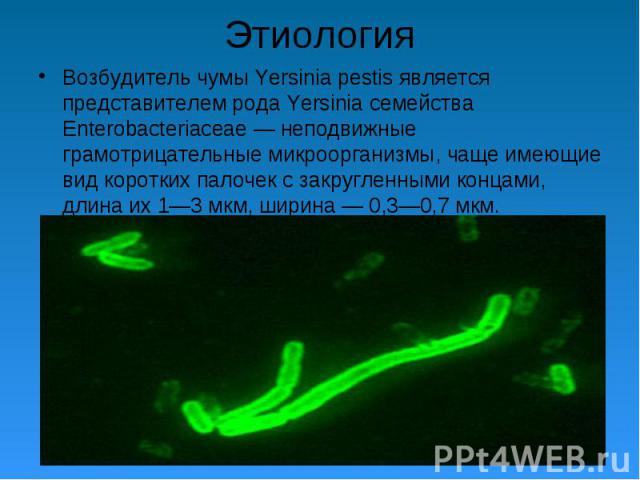 Возбудитель чумы Yersinia pestis является представителем рода Yersinia семейства Enterobacteriaceae — неподвижные грамотрицательные микроорганизмы, чаще имеющие вид коротких палочек с закругленными концами, длина их 1—3 мкм, ширина — 0,3—0,7 мкм. Во…