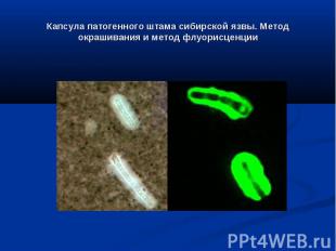Капсула патогенного штама сибирской язвы. Метод окрашивания и метод флуорисценци