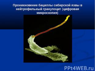 Проникновение бациллы сибирской язвы в нейтрофильный гранулоцит (цифровая микрос