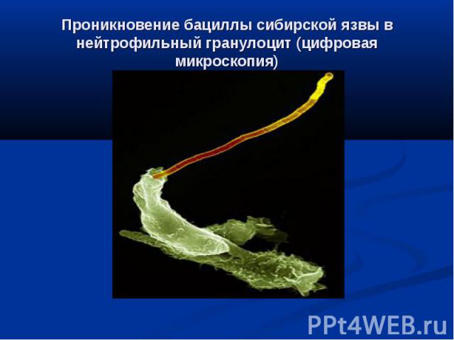 Проникновение бациллы сибирской язвы в нейтрофильный гранулоцит (цифровая микроскопия)